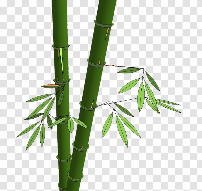 Bamboo Shoot Hsinchu - Material Transparent PNG
