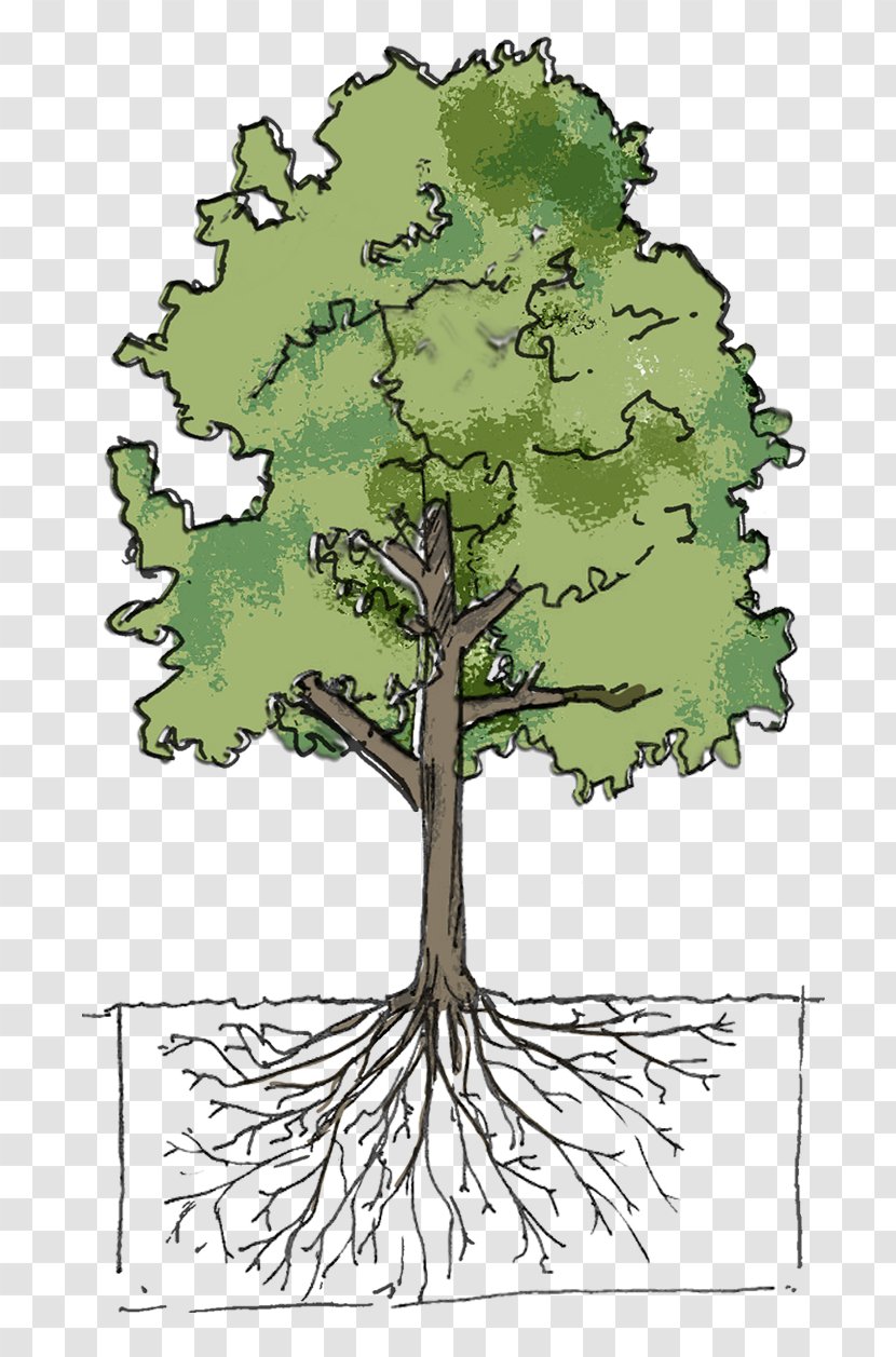 Tree Urban Forestry Plant City Shrub Transparent PNG