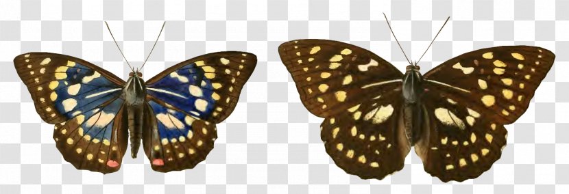 Monarch Butterfly Great Purple Emperor Japan Species - Emperors Transparent PNG