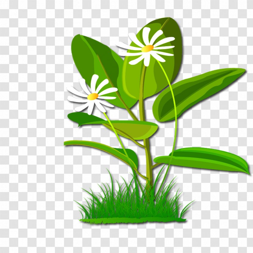 Flower Download Clip Art - Green - Plant Transparent PNG