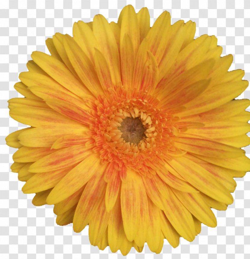 Daisy Family Common Sunflower Clip Art - Seed - Naver Blog Transparent PNG