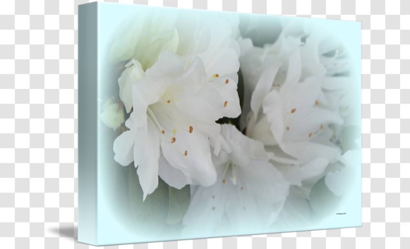 Petal Flower Floral Design - Blossom Transparent PNG