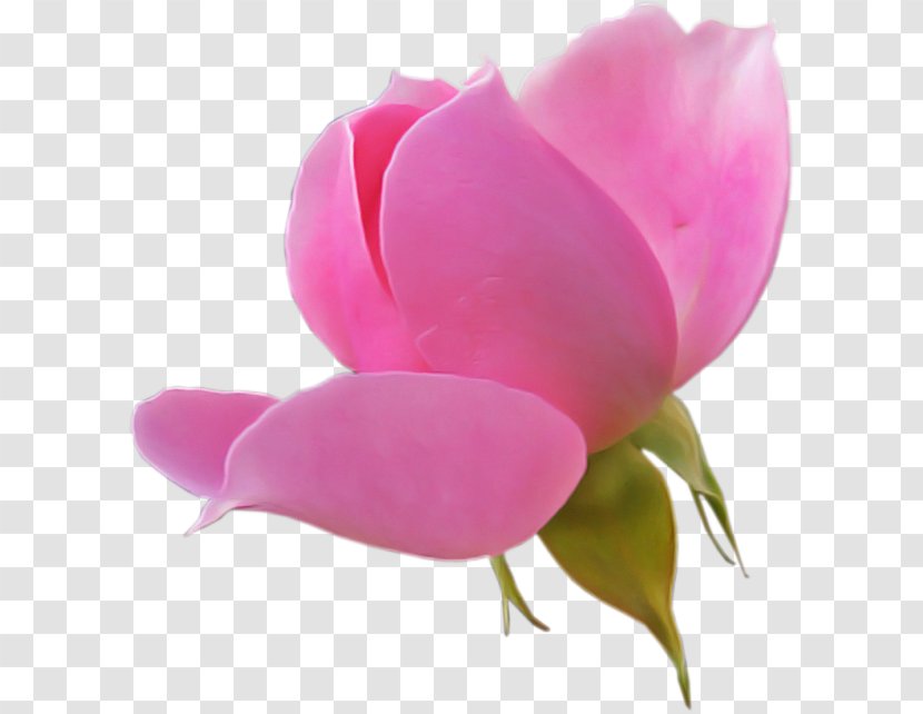 Petal Flowering Plant Pink Flower - Stem - Pedicel Transparent PNG