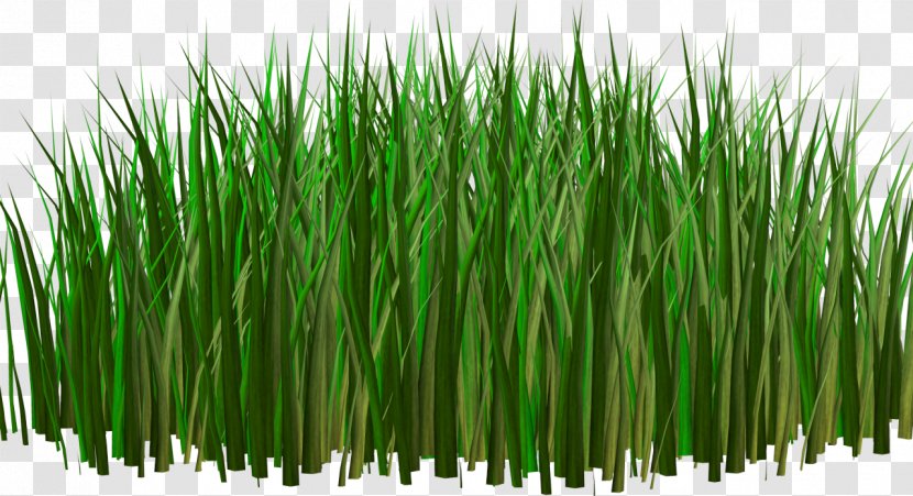 Herbaceous Plant Кормовые культуры Digital Image Clip Art - Drawing - Grass Transparent PNG