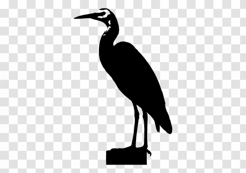 Stork Ibis Water Bird Beak - Cranelike Transparent PNG