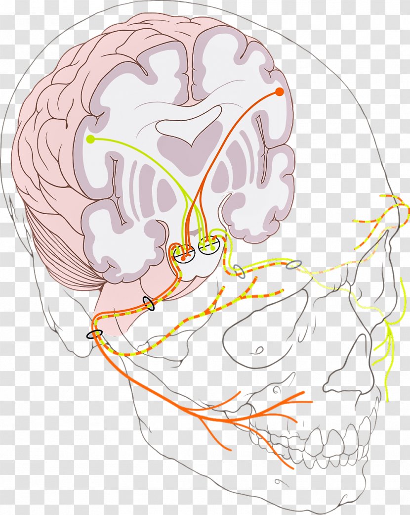 Facial Nerve Paralysis Cranial Nerves Bell's Palsy - Frame - Silhouette Transparent PNG