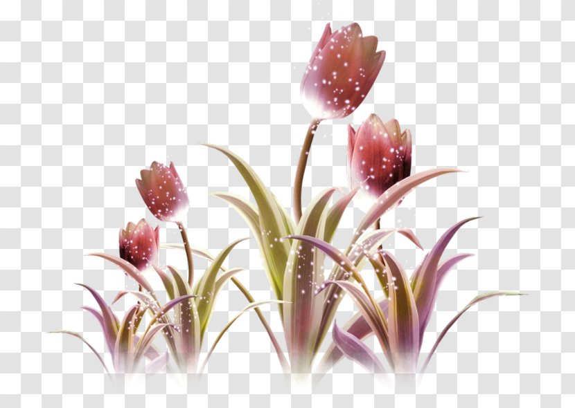 Tulip Purple Flower Violet - Plant Transparent PNG