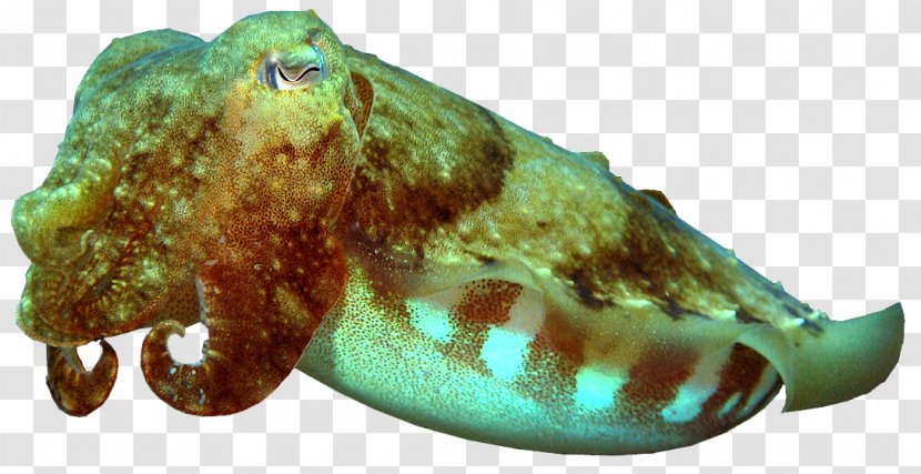 Cuttlefish Octopus Marine Biology Transparent PNG