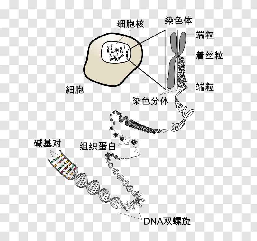 Chromosome DNA Genetics RNA - Rna Transparent PNG