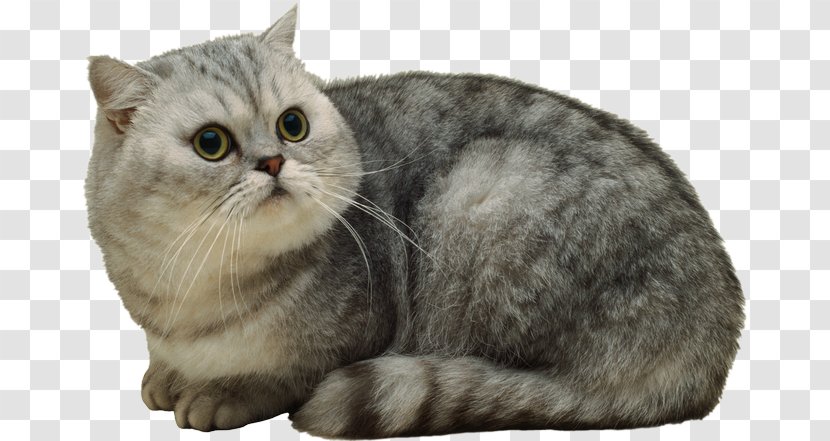 American Shorthair Whiskers British Domestic Short-haired Cat Persian - Pet - Kitten Transparent PNG