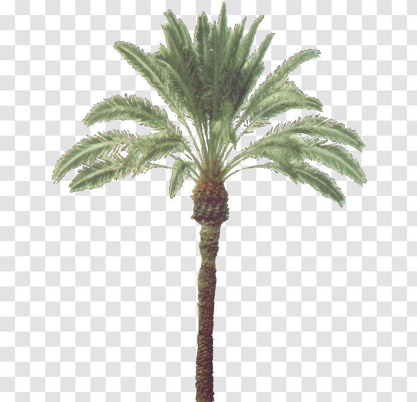 Asian Palmyra Palm Arecaceae Trachycarpus Fortunei Coconut Plant - Tree Transparent PNG