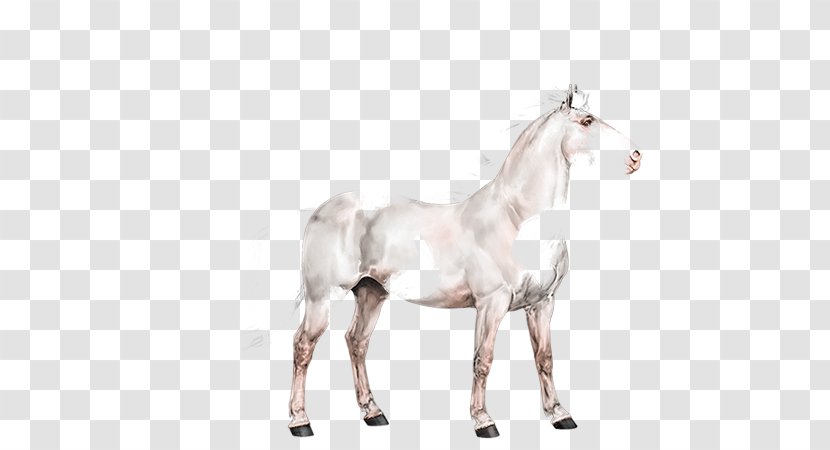 Stallion Mustang Foal Colt Mare - Horse Transparent PNG