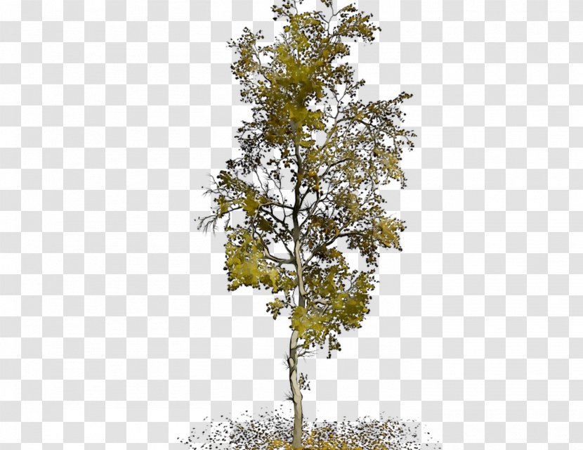 Plane Trees Leaf Tree Family - Flowering Plant - River Birch Transparent PNG