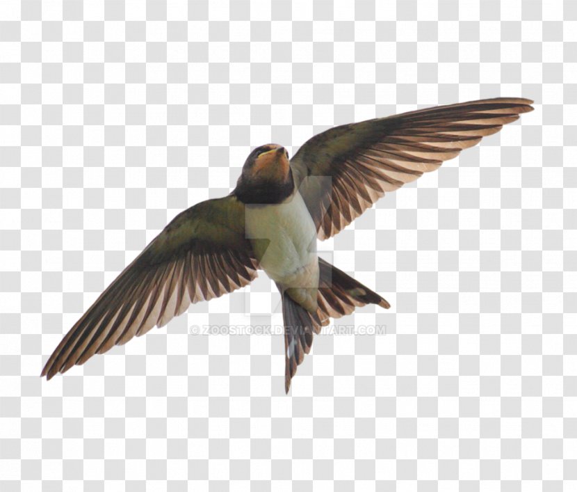 Edible Bird's Nest Hirundininae Barn Swallow Apodes Transparent PNG