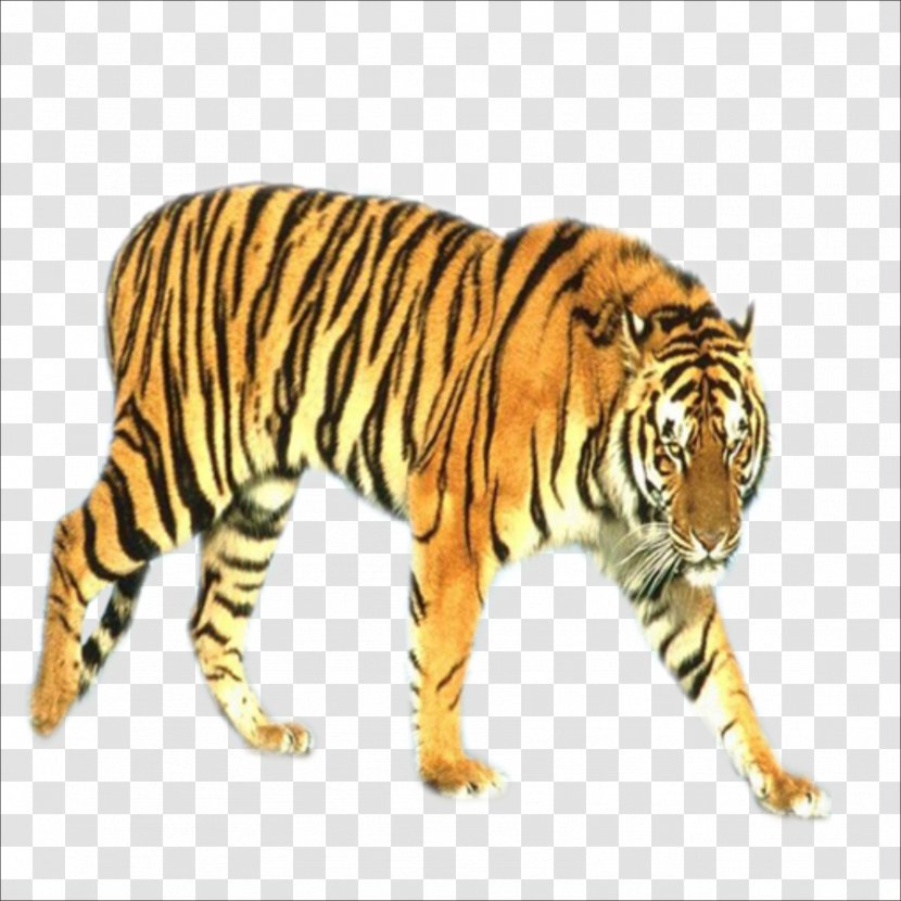 Tiger Blog Animal Transparent PNG