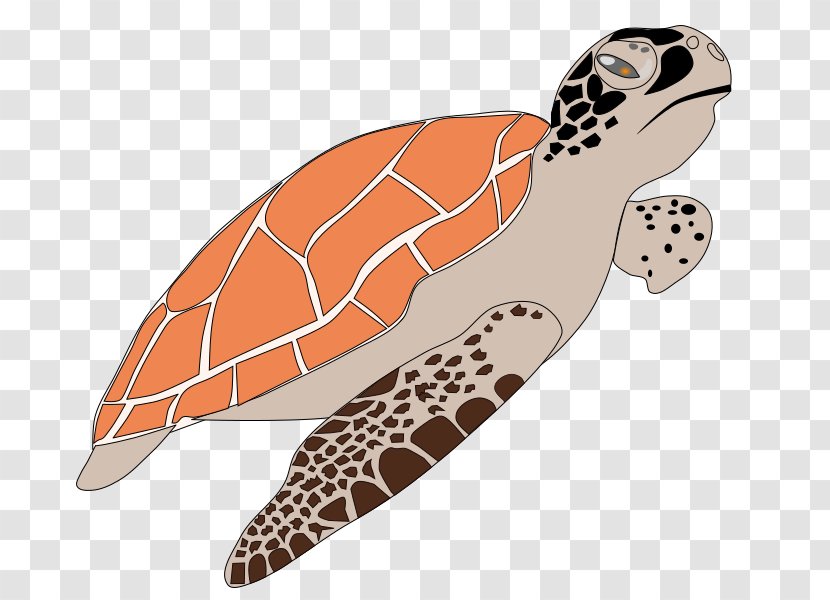 Sea Turtle Cartoon Clip Art - Loggerhead - School Cliparts Transparent PNG