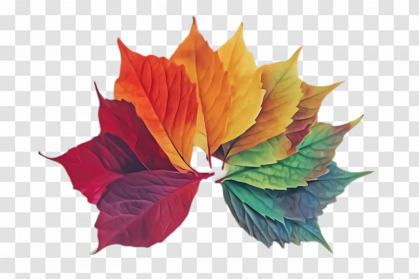 Maple Leaf - Plant - Petal Flowering Transparent PNG