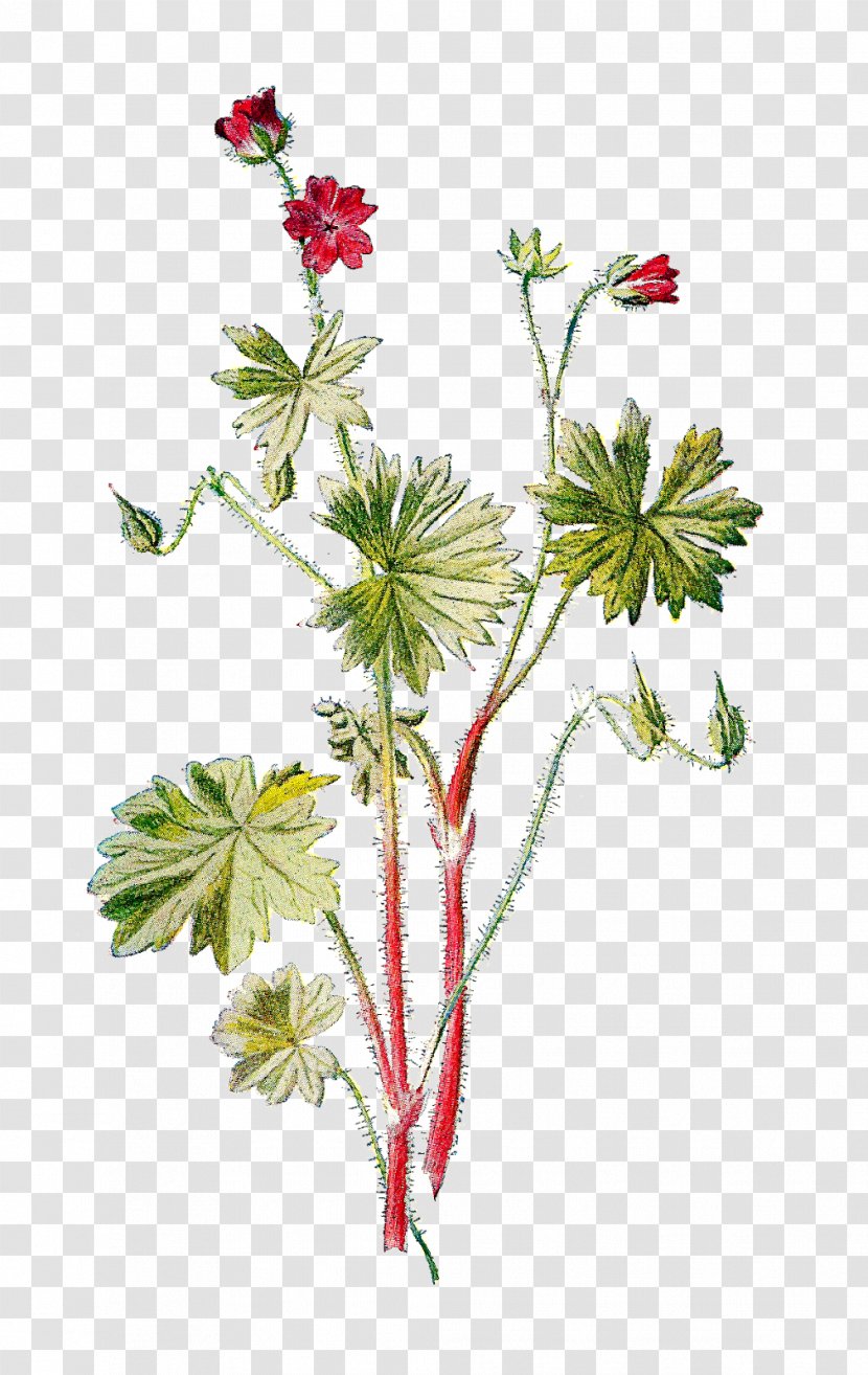 Geranium Molle Crane Wild Flowers Of The Pacific Northwest Wildflower - Poppy - Botanical Transparent PNG