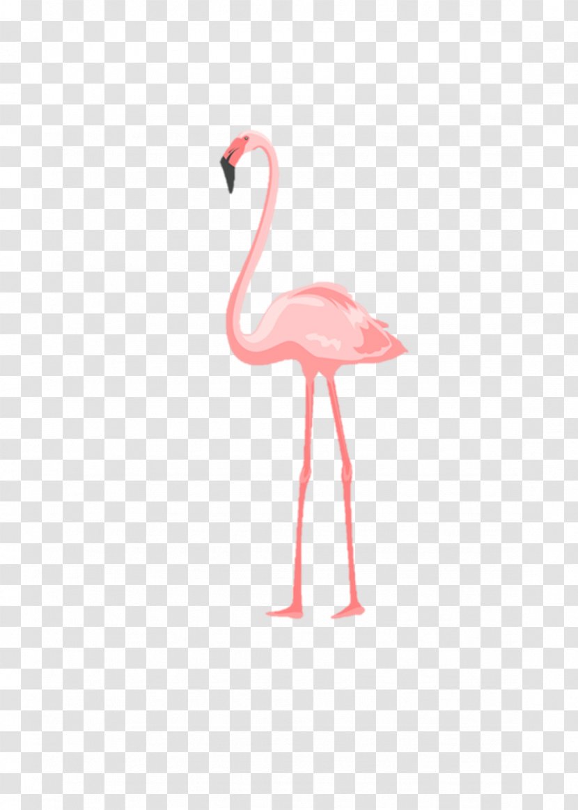 Beak Neck - Vertebrate - Design Transparent PNG