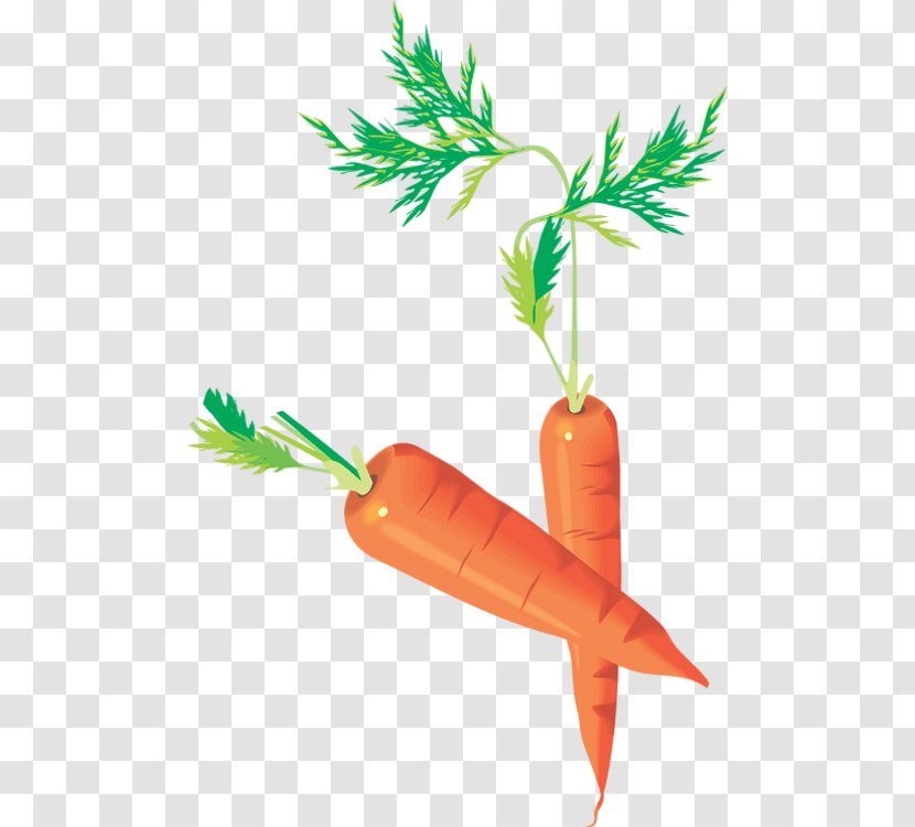 Carrot Vegetable Centerblog - Drawing Transparent PNG