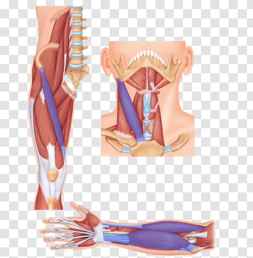 Sartorius Muscle Digastric Anatomy Tensor Fasciae Latae - Silhouette - Tissue Transparent PNG