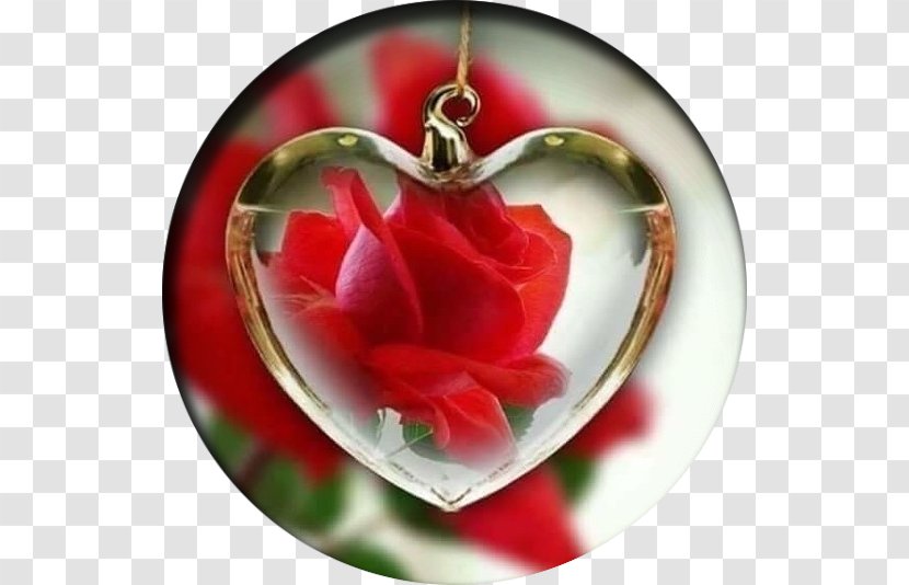 Life God Science Islam - Garden Roses - Beauti Transparent PNG