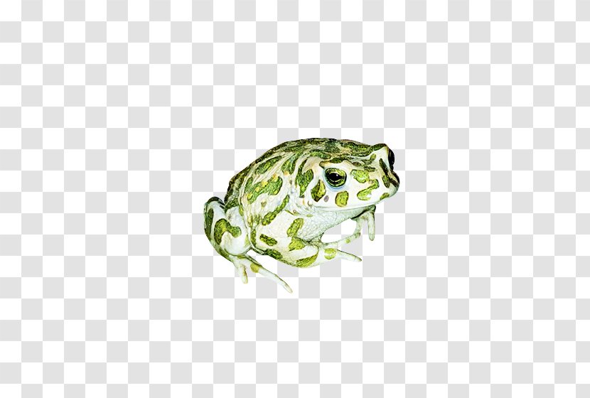 Frog Cartoon - Northern Leopard - Bullfrog Hyla Transparent PNG