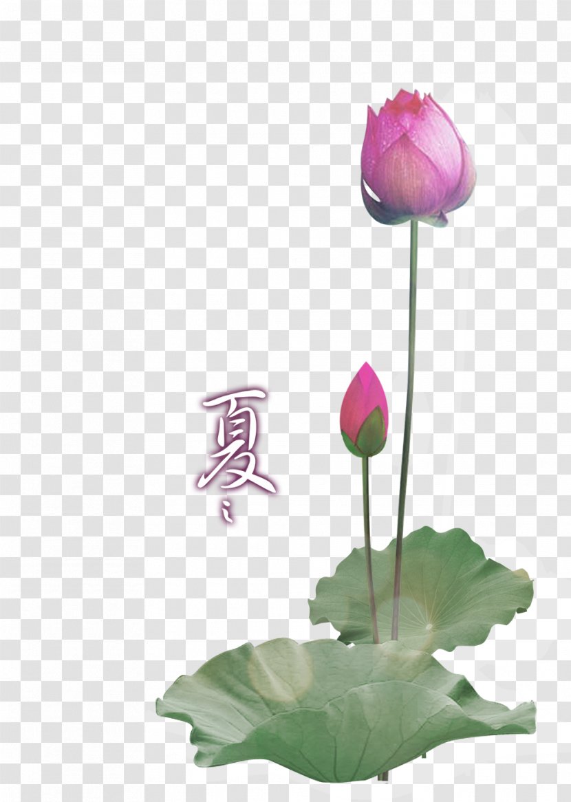 Paper Nelumbo Nucifera Lotus Effect Wallpaper - Creative Transparent PNG