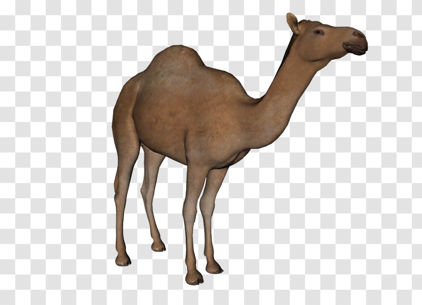 Dromedary Image File Formats PhotoScape - Ramadan Camel Transparent PNG