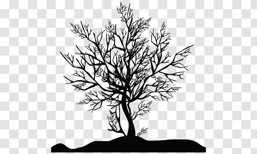 Tree Photography Silhouette Clip Art - Plant Stem Transparent PNG