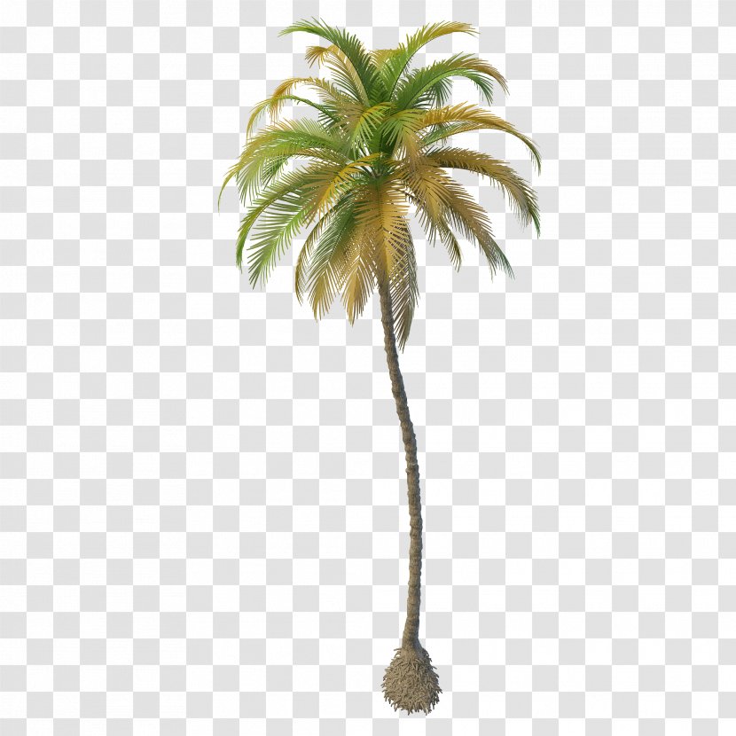 Arecaceae Coconut Oil Tree - Palm - Date Transparent PNG