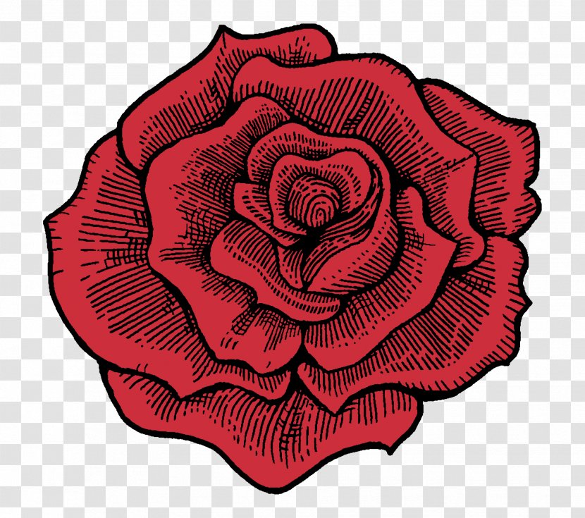 Garden Roses Cabbage Rose Cellar Mixology Petal Cut Flowers - Name - Stamp Transparent PNG