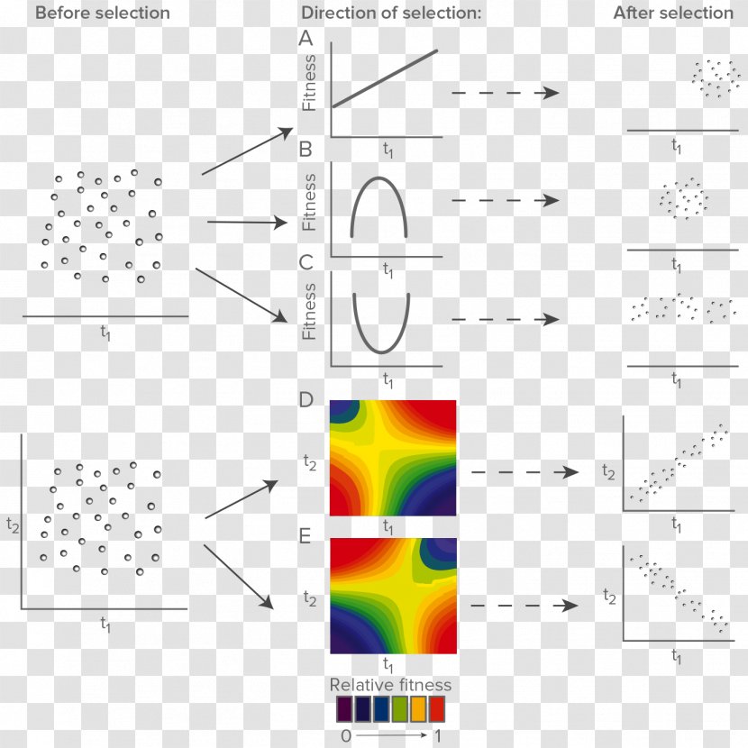 Directional Selection Natural Disruptive Biology Stabilizing - Adaptive Evolution In The Human Genome - Geometric Folding Design Transparent PNG