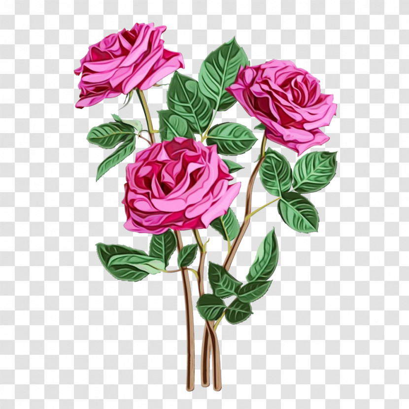 Garden Roses Transparent PNG