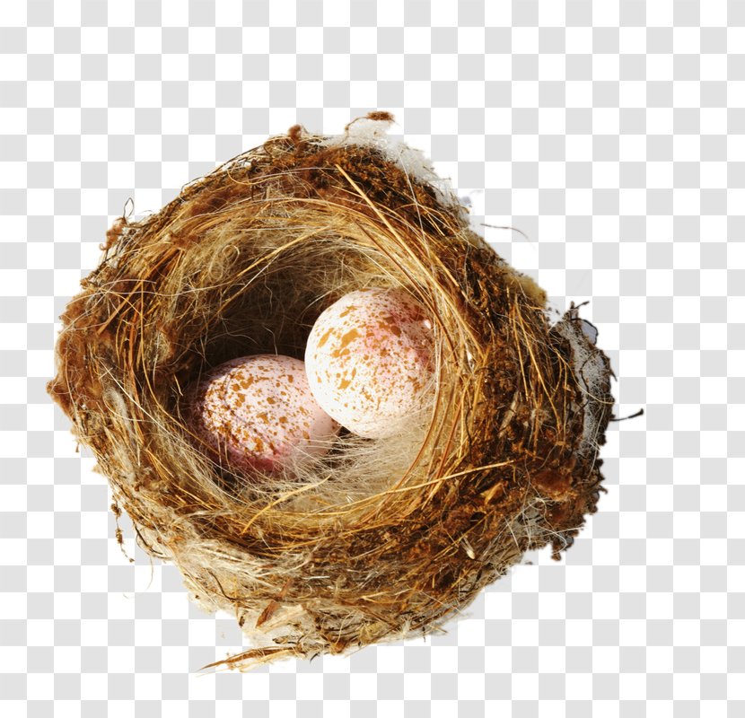Bird Nest Creativity - Dielo - Creative Transparent PNG