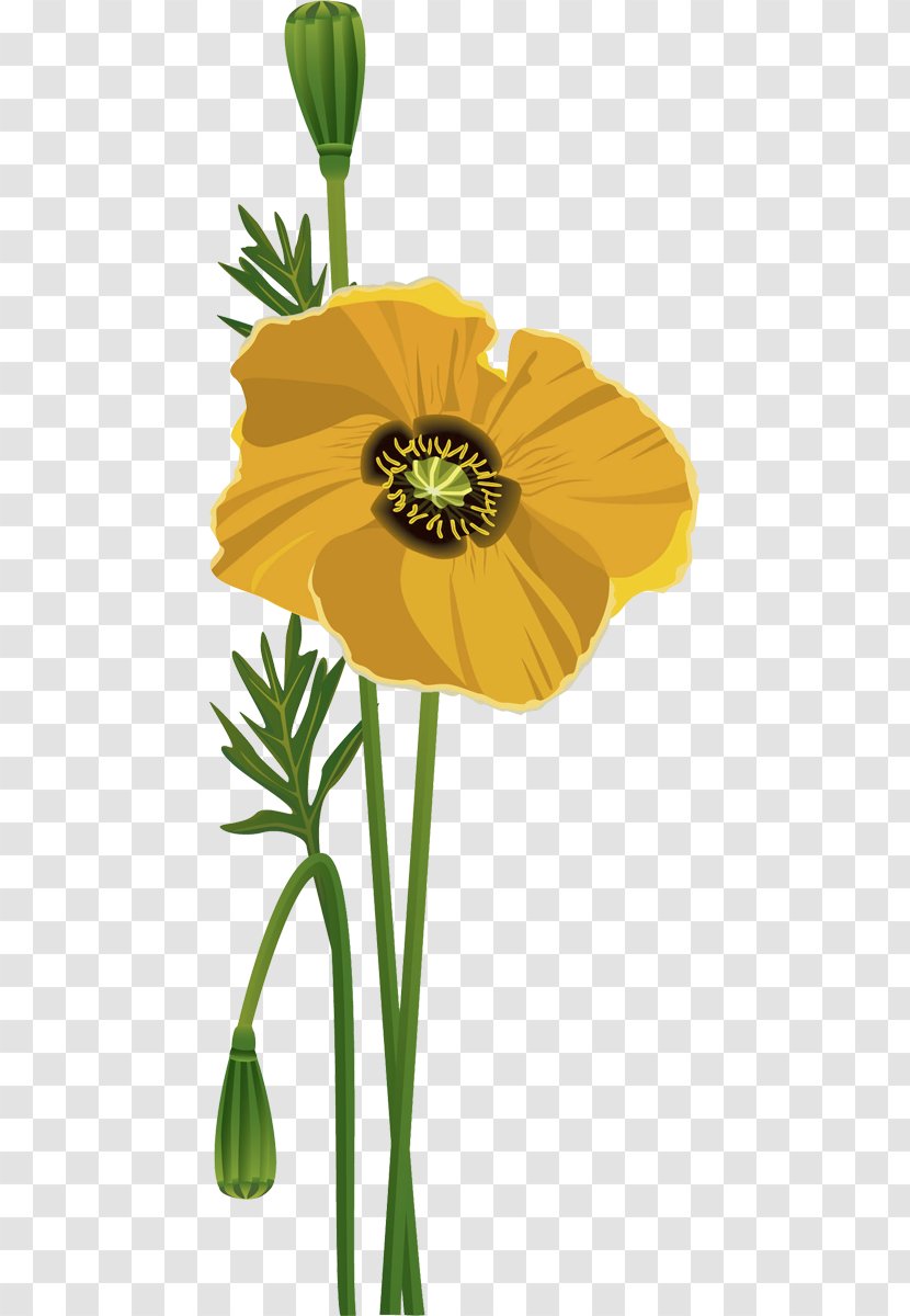 Flower Common Poppy Poppies - Flowering Plant Transparent PNG