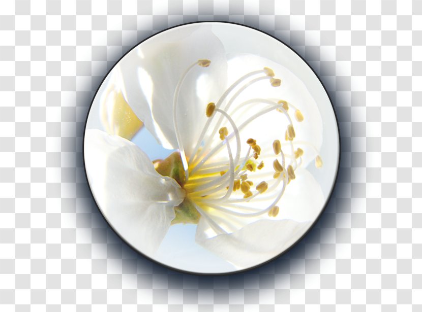 Plate Porcelain Flower - Cup Transparent PNG