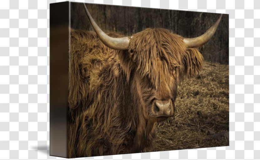 Texas Longhorn Domestic Yak English Ox - Cow Goat Family - Scottish Highlands Transparent PNG