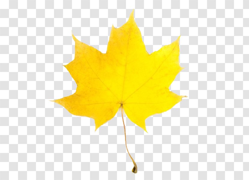 Autumn Leaf Color Clip Art - Maple - Yellow Leaves Transparent PNG