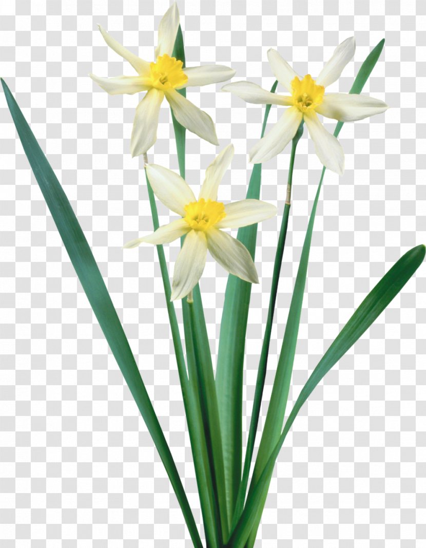 Narcissus Tazetta Flower - Ornamental Bulbous Plant Transparent PNG