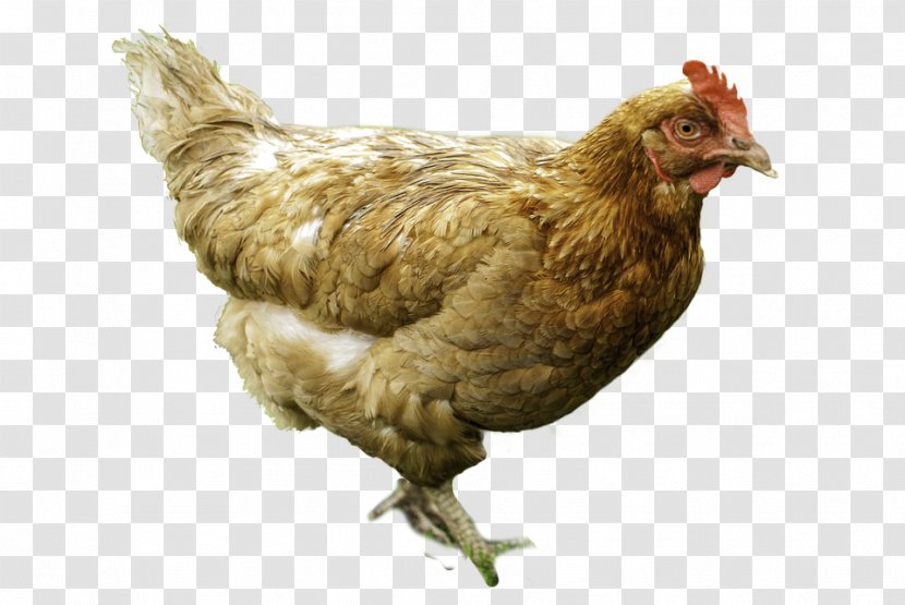 Chicken Hen Egg Poultry Fowl - Phasianidae Transparent PNG