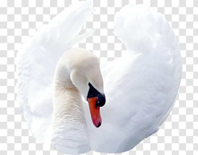 Cygnini Neck Beak - Swan Transparent PNG