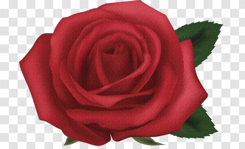 Garden Roses Red Beach Rose Clip Art - Family - Flower Transparent PNG
