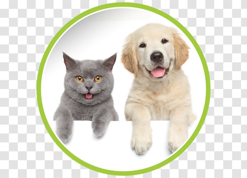 Dog–cat Relationship Sphynx Cat Veterinarian Pet - Dog Transparent PNG