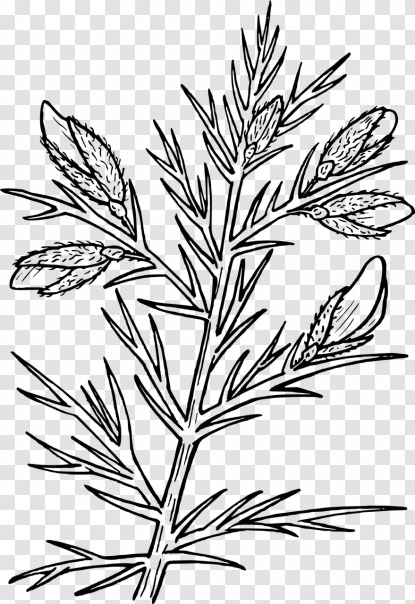 Gorse Drawing Thorns, Spines, And Prickles Shrub - Sweet Grass - Evergreen Cliparts Transparent PNG