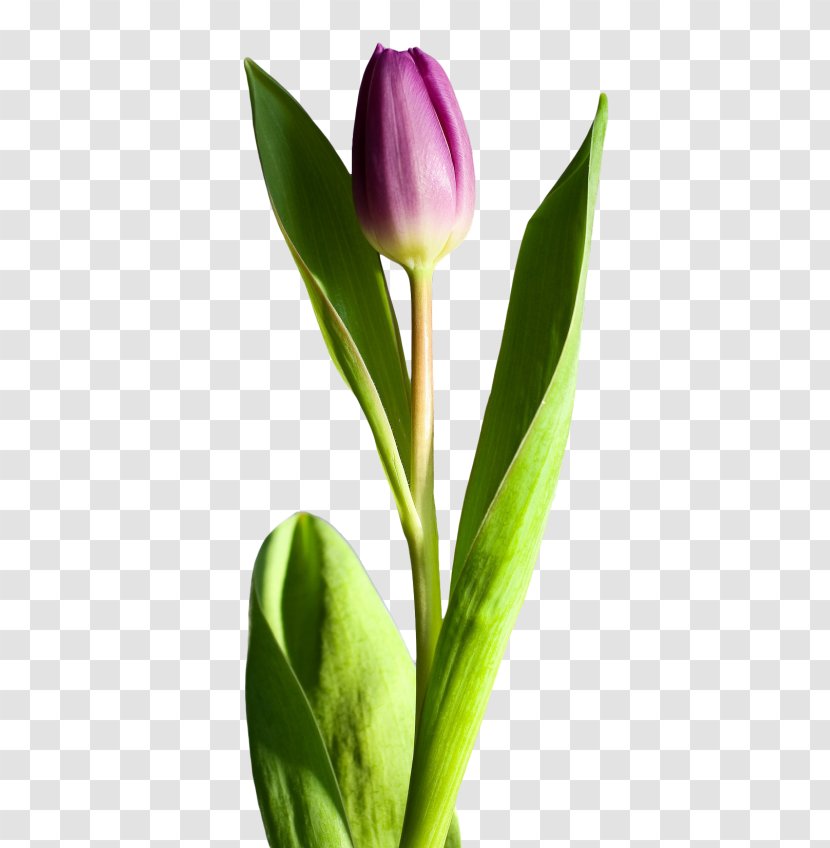 Cut Flowers Tulip - Dahlia Transparent PNG