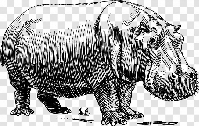 Hippopotamus Drawing Line Art Watercolor Painting - Black And White Transparent PNG