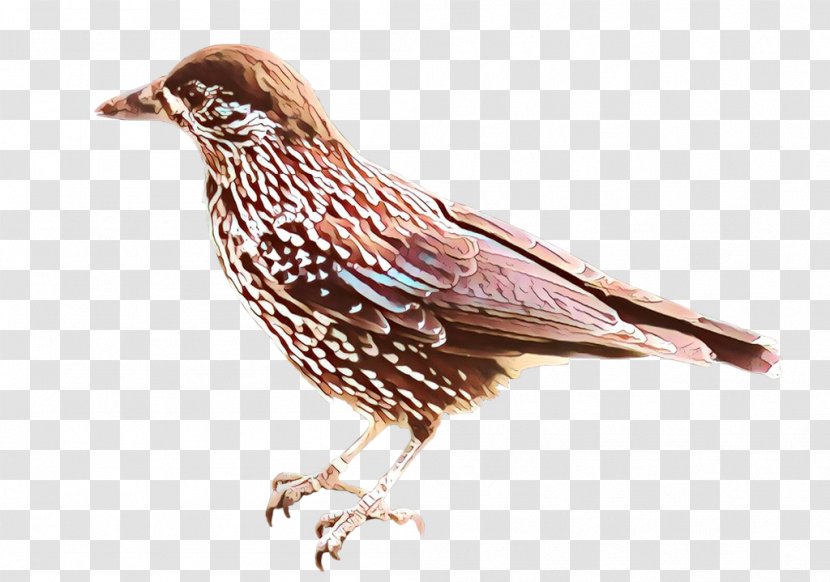 Bird Beak European Starling Perching American Rosefinches - Songbird Transparent PNG