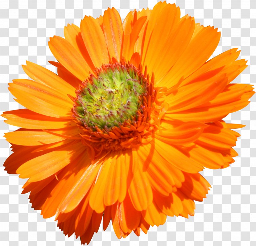 Flower Transvaal Daisy Orange Common Stock Photography - Royaltyfree - Gazania Transparent PNG