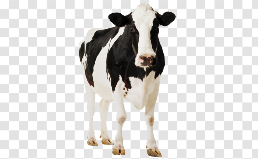 Holstein Friesian Cattle Standee Paperboard Easel Poster - Flower - Cow And Calf Transparent PNG